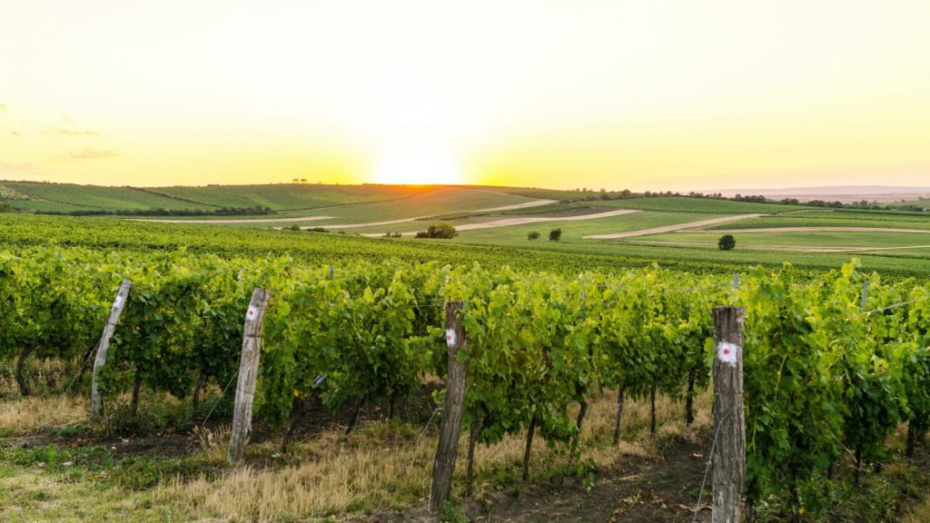 Vignoble de Gaillac au coucher du soleil